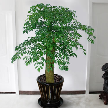 大型幸福樹(shù)盆栽植物 客廳辦公室花卉